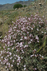 Acantholimon
