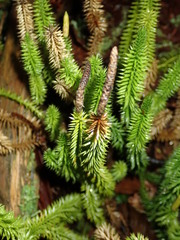 Phaeosphaeria lycopodina