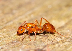 Notoncus spinisquamis