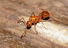 Notoncus spinisquamis