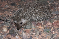 Atelerix algirus