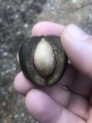 Carya carolinae-septentrionalis