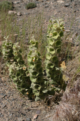 Phlomoides molucelloides