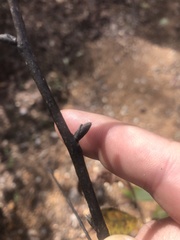 Carya carolinae-septentrionalis