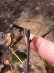 Carya carolinae-septentrionalis