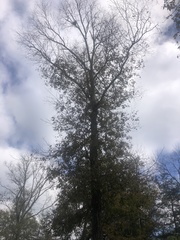 Carya carolinae-septentrionalis