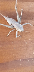 Thyreonotus bidens