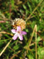 Armeria maritima elongata