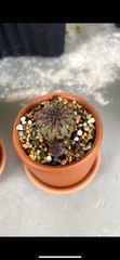 Frailea castanea