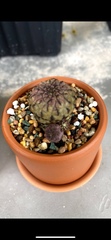 Frailea castanea