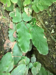 Tectaria zeilanica