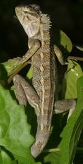 Calotes versicolor