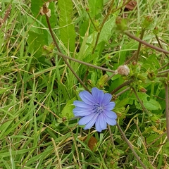 Cichorium intybus