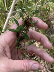 Pultenaea myrtoides
