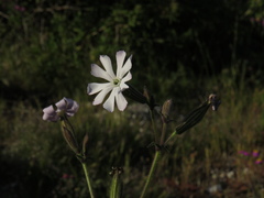 Silene rigens