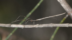 Ariamnes patersoniensis