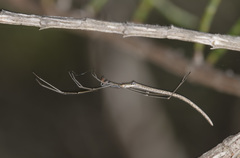 Ariamnes patersoniensis