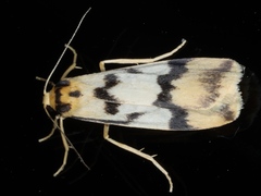 Tigrioides alterna