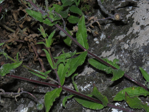 Image of Silene rigens by (c) Jeremy Gilmore, some rights reserved (CC BY)