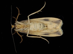 Tigrioides alterna