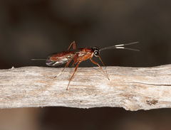 Stiromesostenus