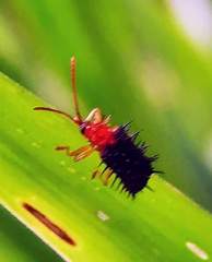 Dactylispa bipartita