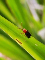 Dactylispa bipartita