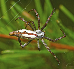 Argiope probata