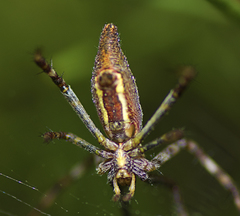 Argiope probata
