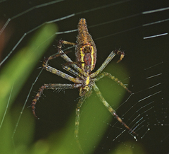 Argiope probata