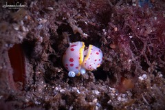 Goniobranchus hunterae