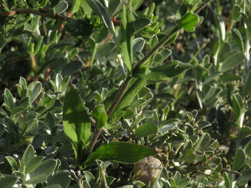 Image of Silene rigens by (c) Jeremy Gilmore, some rights reserved (CC BY)