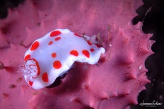 Goniobranchus tasmaniensis