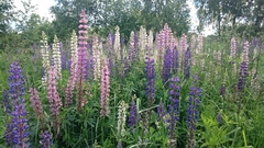 Lupinus polyphyllus