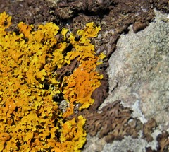 Anaptychia runcinata