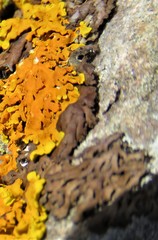 Anaptychia runcinata