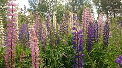 Lupinus polyphyllus