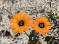 Arctotis breviscapa