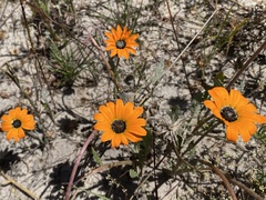 Arctotis breviscapa