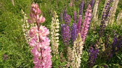 Lupinus polyphyllus