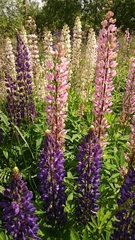 Lupinus polyphyllus
