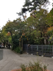 Trichonephila clavata