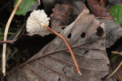 Marasmius torquescens