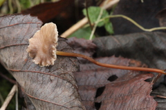 Marasmius torquescens