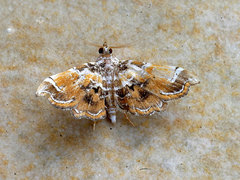 Musotima suffusalis