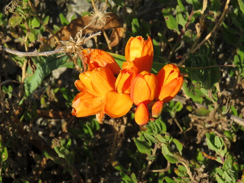 Image of Ixia calendulacea by (c) Jeremy Gilmore, some rights reserved (CC BY)