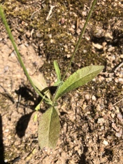 Wahlenbergia cernua