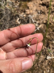 Wahlenbergia cernua