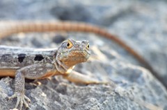 Oplurus quadrimaculatus