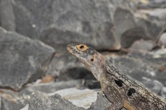 Oplurus quadrimaculatus